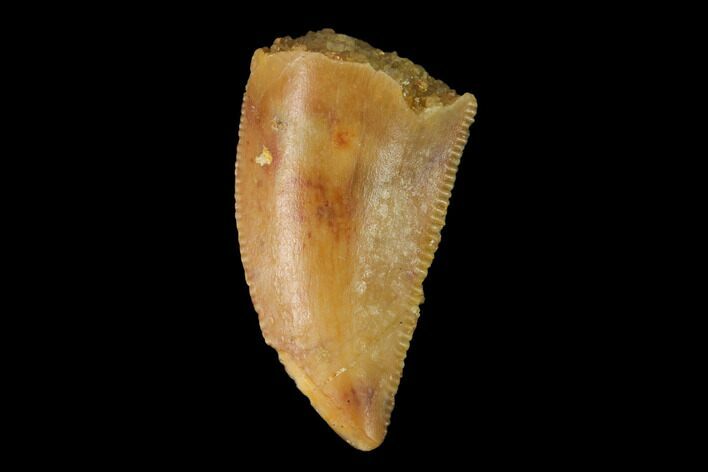 Serrated, Raptor Tooth - Real Dinosaur Tooth #142595